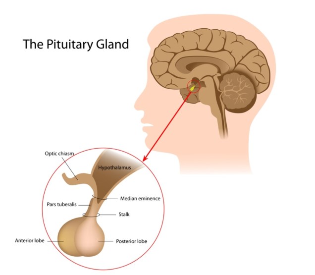 Pituitary-HG